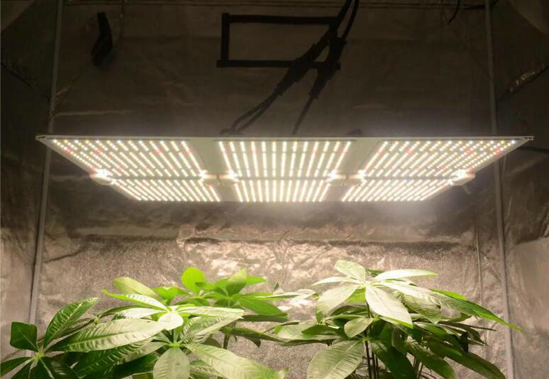Cum este starea pieței luminilor de creștere cu LED-uri?
